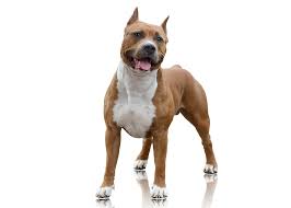 比特犬：力量与忠诚并存的犬种