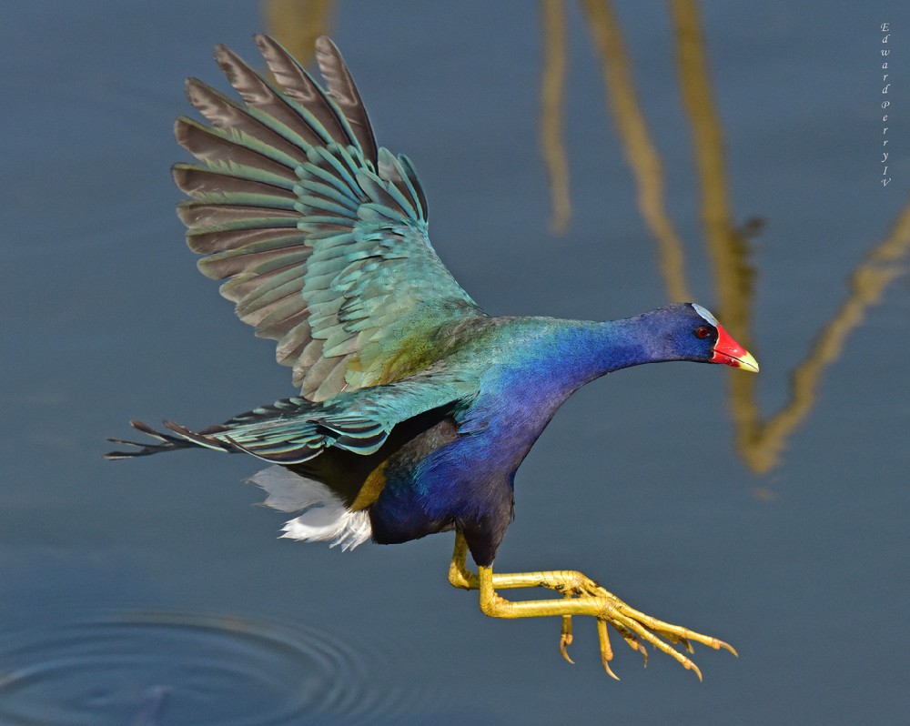 紫青水鸡 (Porphyrio martinica)——沼泽中的五彩精灵