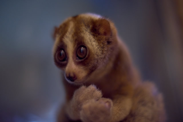 蜂猴