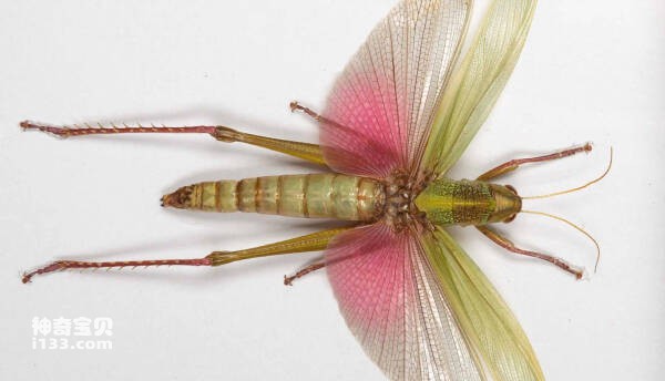 2024032316310921.jpg 10.jpg