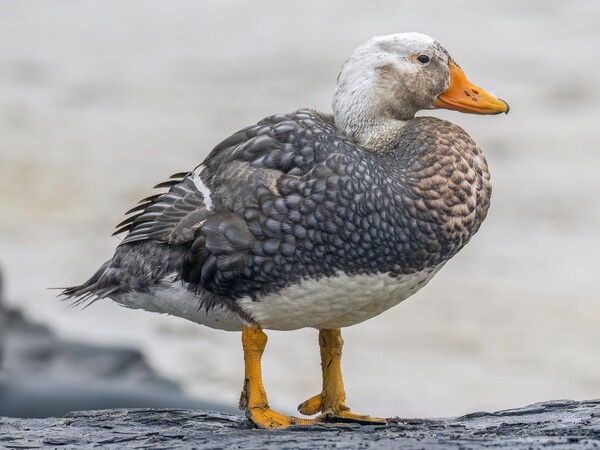 2024040517083197.jpeg 9.jpeg