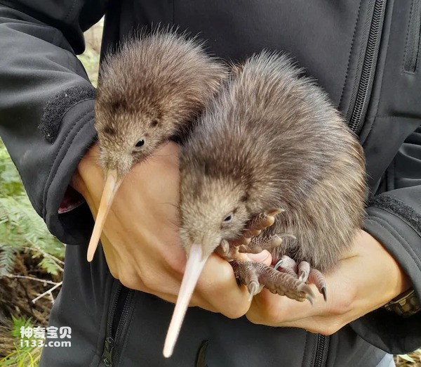 2024040522088796.jpg 1010.jpg