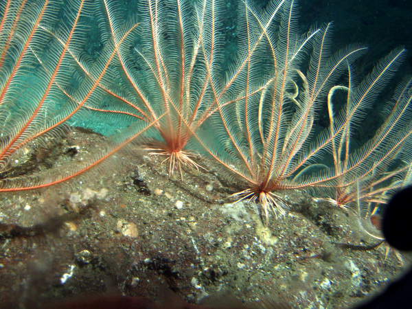 探索锯齿羽星（Florometra serratissima）的美丽与脆弱