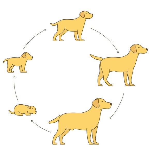 狗的生活：从幼犬到成犬的成长历程