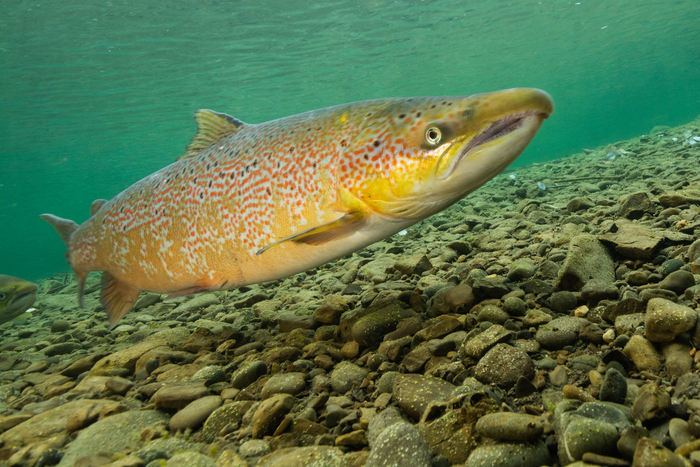 大西洋鲑鱼（Salmo salar）全面科学解析