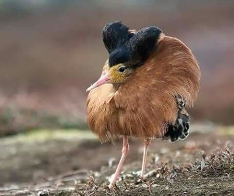 流苏鹬（Philomachus pugnax）深入探讨