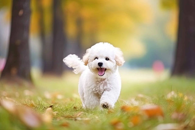 比熊犬