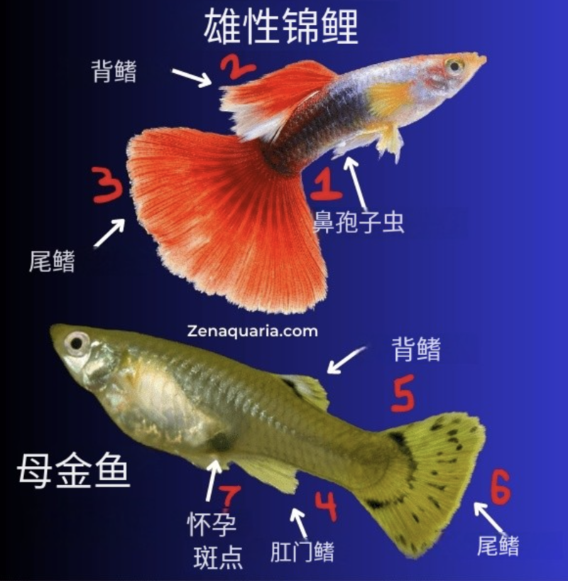 鱼分公母吗？全面解析鱼类性别与繁殖特征