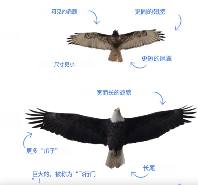 鹰和隼是同一种鸟类吗？探索鹰与隼的区别及其生态特征