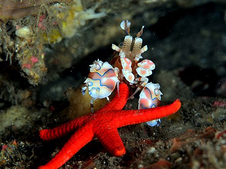 油彩蜡膜虾进食海星
