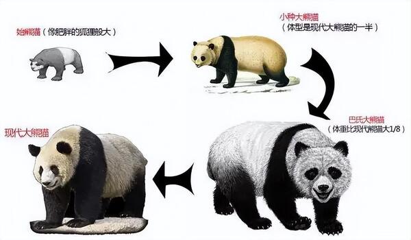 大熊猫的进化史