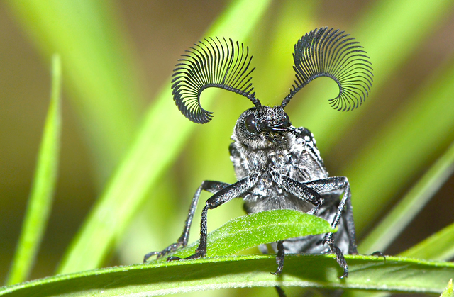 羽角甲虫（Rhipicera femorata）