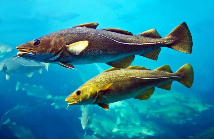 鳕鱼（Cod Fish）全面解析：物种、分布、保护与经济价值