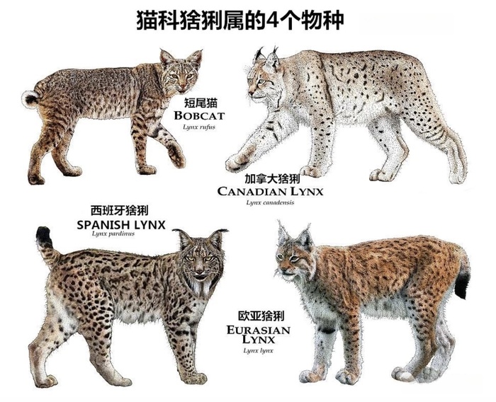 猫科猛兽归来：探秘猞猁属四大致命猎手