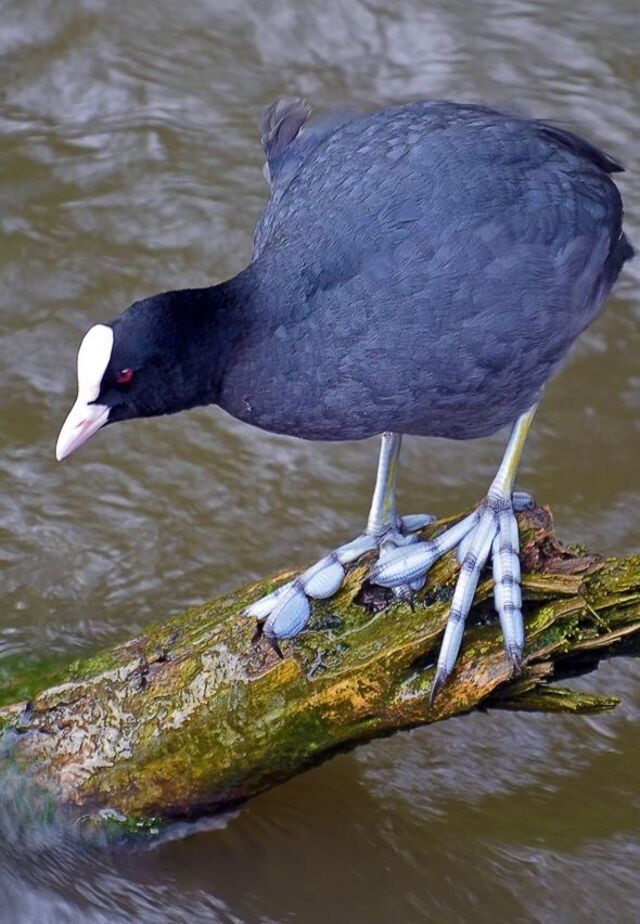骨顶鸡（Fulica atra）：全方位解读这位湿地精灵