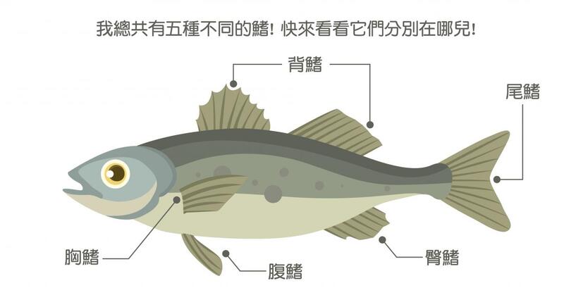 鱼的特征和生活环境——探索水下生物的奥秘