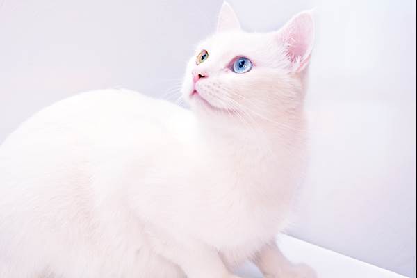 如何识别白化小猫：关键迹象和特征