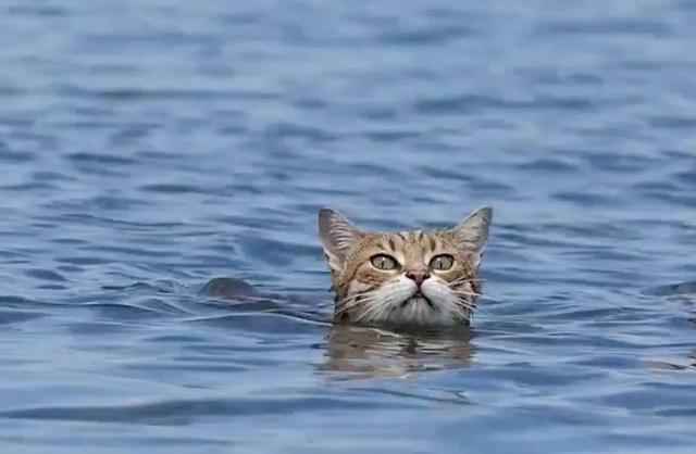 豹猫会游泳吗？——探究豹猫的水性与生存习性