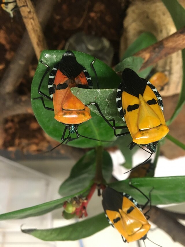 人脸臭虫（Face Bug）