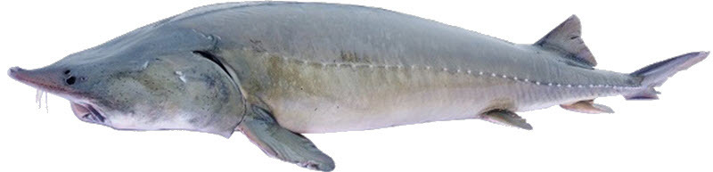 77.jpg