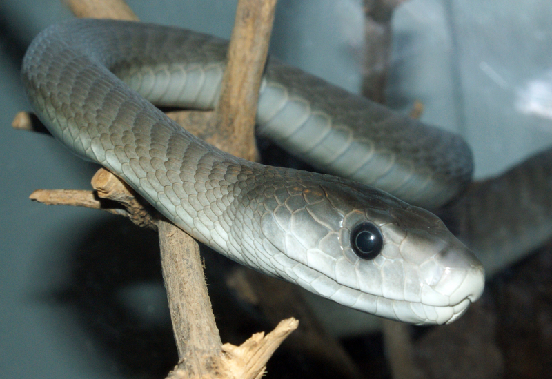 Dendroaspis_polylepis_(14).jpg