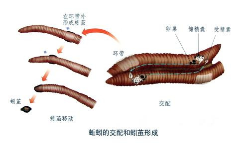 蚯蚓怎么繁衍后代？揭开地底“恋爱大师”的神秘生活