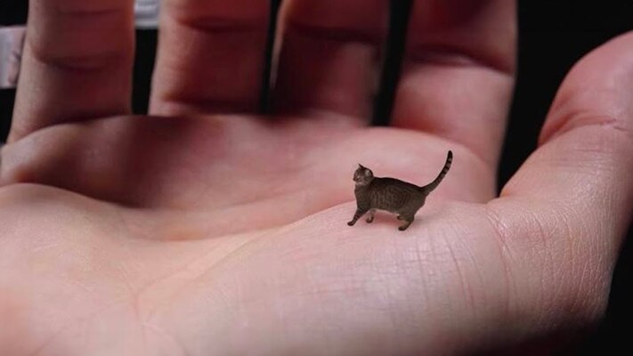 世界上十大体型最小的猫