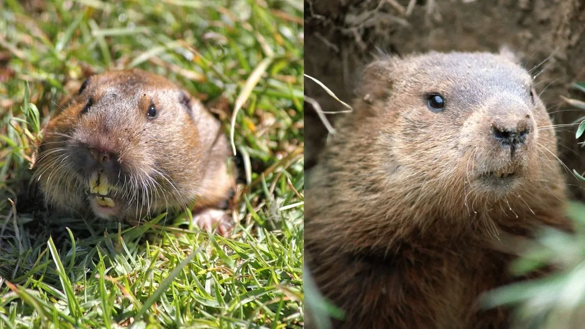 side-by-side.webp