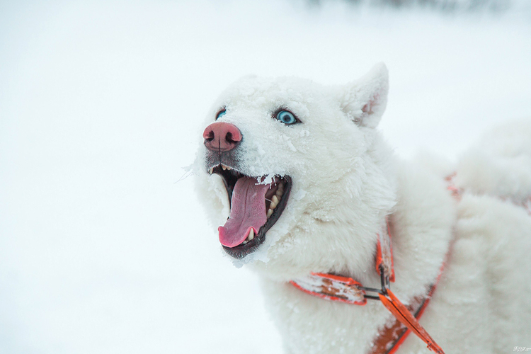 世界十大雪橇犬