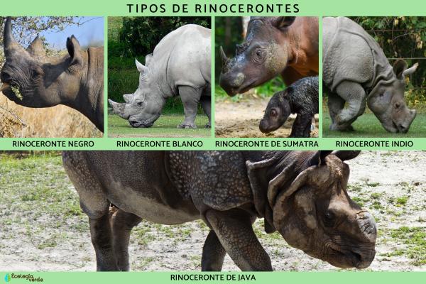 5种现存犀牛的种类、信息及照片