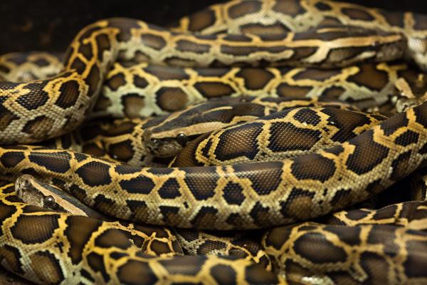Animales de Tailandia - Pitón de Birmania (Python bivittatus)
