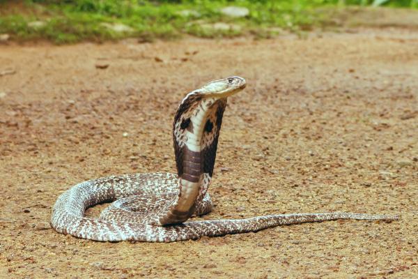 Animales de Tailandia - Cobra real (Ophiophagus hannah)
