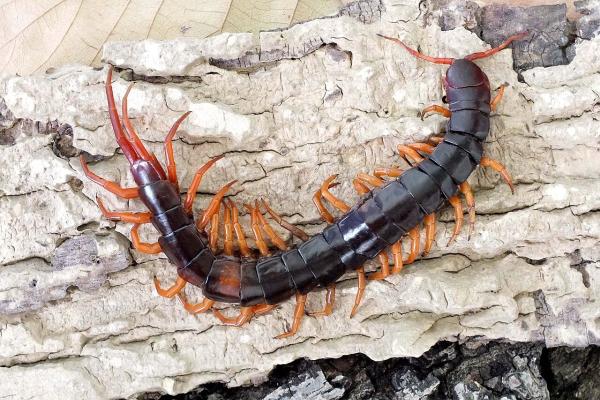 Animales de Tailandia - Ciempiés gigante (Scolopendra subspinipes)