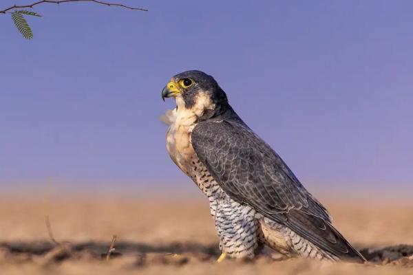 Animales de Tailandia - Halcón peregrino (Falco peregrinus)