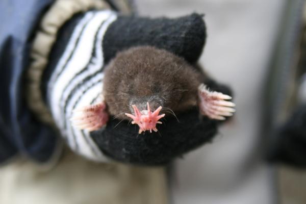 Tipos de topos - Topo de nariz estrellada (Condylura cristata)