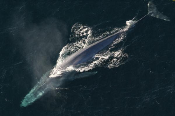 Animales de Tailandia - Ballena azul (Balaenoptera musculus)