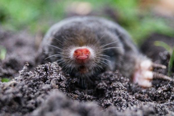 Tipos de topos - Topo ibérico (Talpa occidentalis)