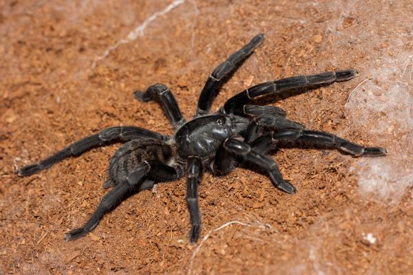 Animales de Tailandia - Tarántula negra tailandesa (Haplopelma minax)
