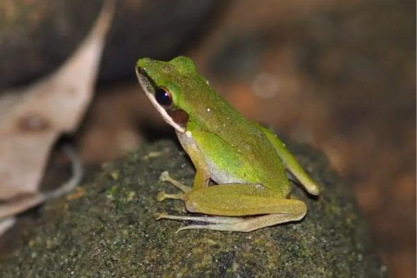 Animales de Tailandia - Rana eschatia (Chalcorana eschatia)