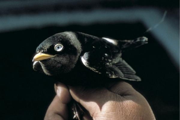 Animales de Tailandia - Avión ribereño asiático (Pseudochelidon sirintarae)