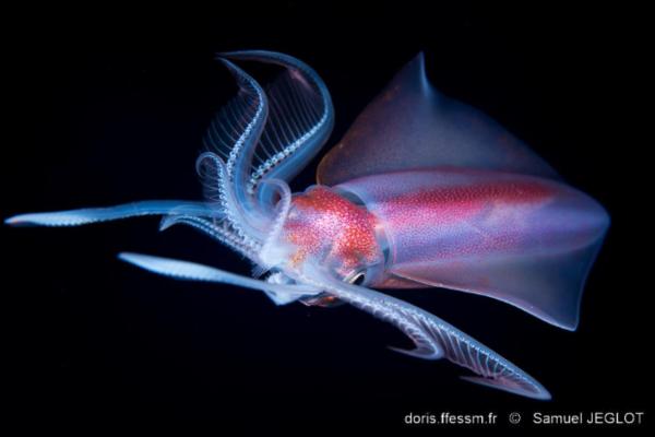 鱿鱼种类 - 钻石鱿鱼