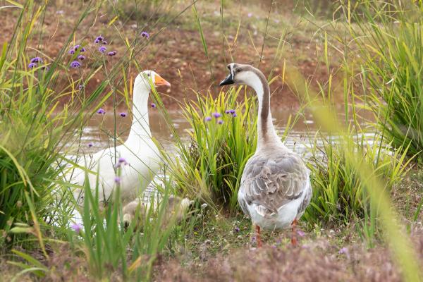 鹅的种类 - 珍珠鹅