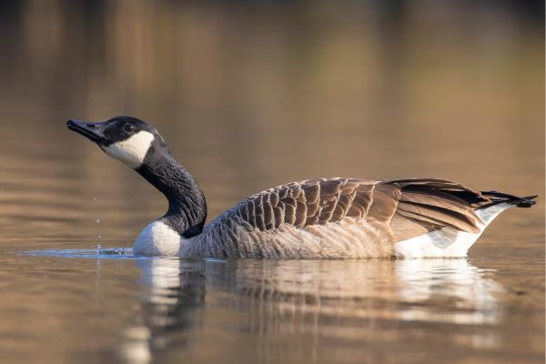 鹅的种类 - 加拿大鹅(Branta canadensis)