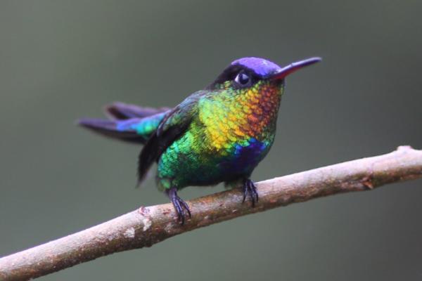 蜂鸟的类型 - Insigne 蜂鸟 (Panterpe insignis)