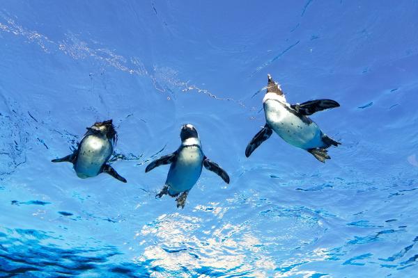 海鸟:种类和适应性 - 企鹅(企鹅科)