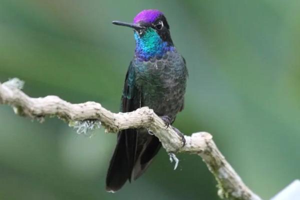 蜂鸟的种类 - 华丽蜂鸟 (Eugenes fulgens)