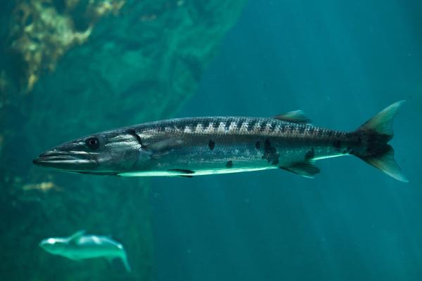 肉食性鱼类:它们是什么以及例子 - 梭鱼(Sphyraena barracuda)