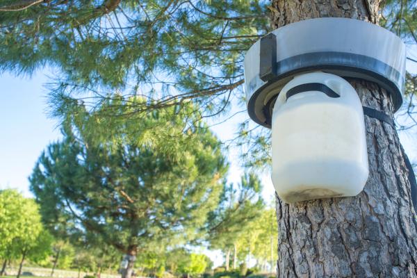 松树游行蛾:季节、位置、生命周期和治疗 - 松树游行蛾的治疗