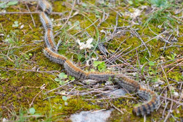 松树游行蛾:季节、位置、生命周期和治疗 - 什么是松树游行蛾及其特征