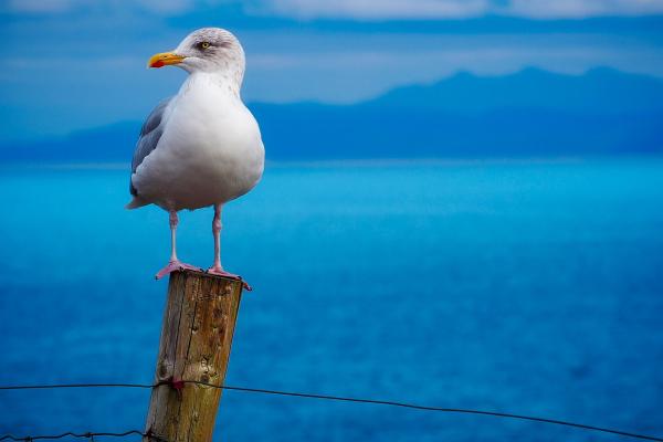 海鸟:种类和适应性 - 海鸥(鸥科)